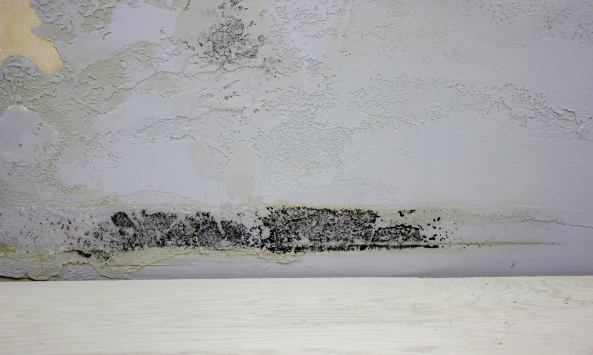 Bautrockner mieten Wedel